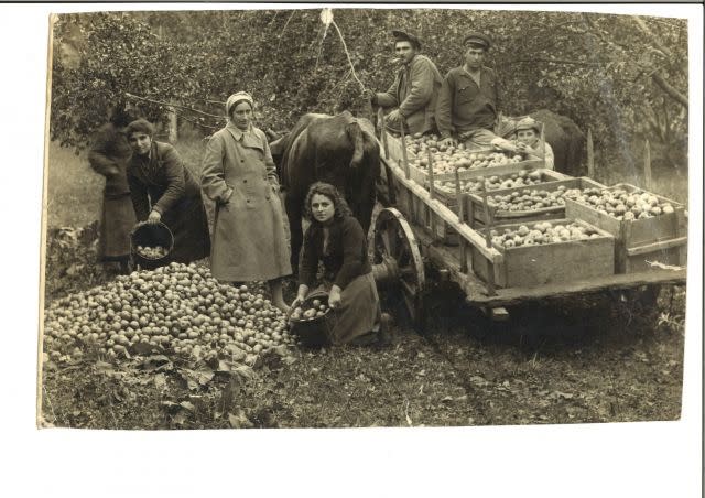 Maria Esayan(agronomist), Harvesting in October 1946