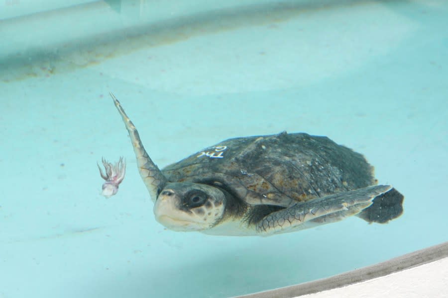 “The Grinch,” a Kemp’s Ridley sea turtle, swims after a squid in a tank at the Loggerhead Marinelife Center, Tuesday, Dec. 12, 2023, in Juno Beach, Fla. The Grinch is one of 13 turtles that have been given holiday-themed names while being treated at the center. Other names include Dreidel, Grinch and Elf. The turtles were flown from Massachusetts after suffering from a condition known as cold stun which makes them hypothermic. (AP Photo/Marta Lavandier)