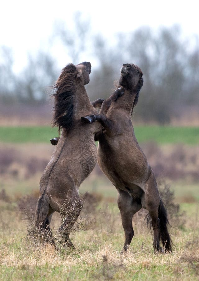 Konik ponies