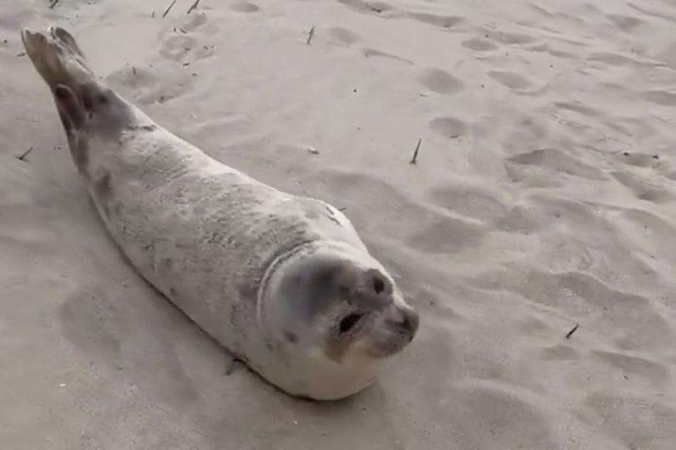 The seal blended into the sand after wandering out of the water. Mayor Eric Adams/V
