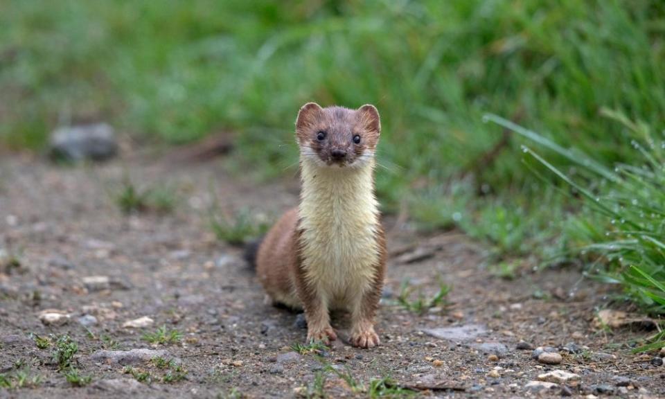 <span>Photograph: Robin Chittenden/Alamy</span>