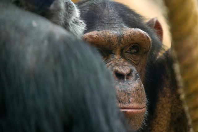 Chimpanzé - características, foto, informações - Animais - InfoEscola