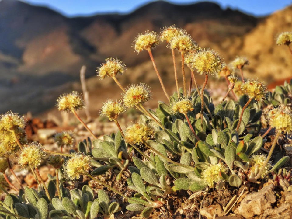 FILE - In this photo provided by the Center for Biological Diversity, Tiehm's buckwheat grows in the high desert in the Silver Peak Range of western Nevada about halfway between Reno and Las Vegas, in June 2019, where a lithium mine is planned. Just days after U.S. wildlife officials declared the Nevada wildflower endangered at the site of a proposed lithium mine, federal land managers are initiating the final stage of permitting for the project the developer says will allow the mine and flower to co-exist. (Patrick Donnelly/Center for Biological Diversity via AP, File)