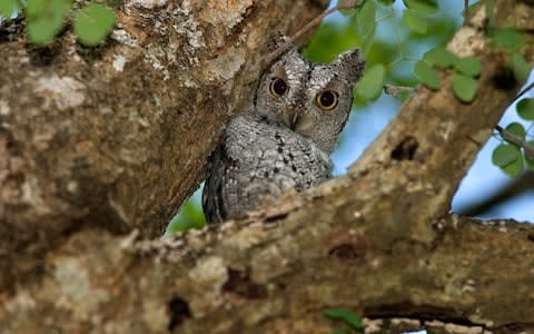 African scops owl - Credit: Getty