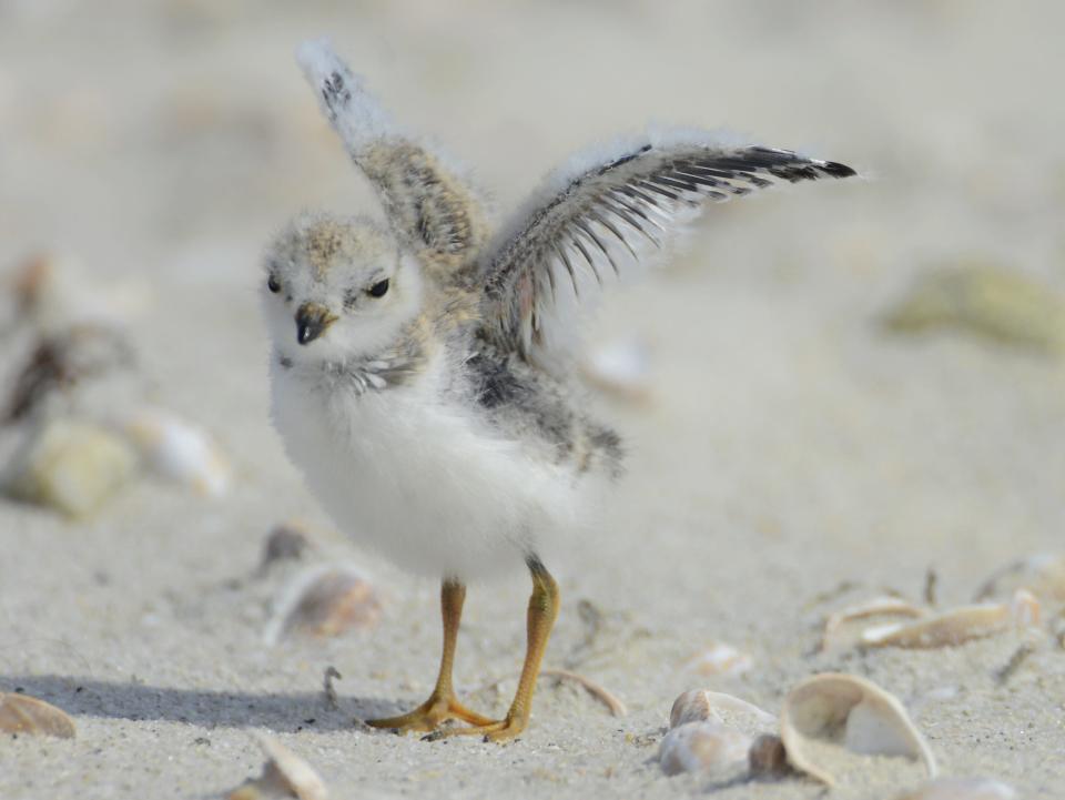 A piping plover chick tests its developing wings into a southerly sea breeze as a plover family worked the sand feeding at Dowses Beach in Osterville, in 2021.