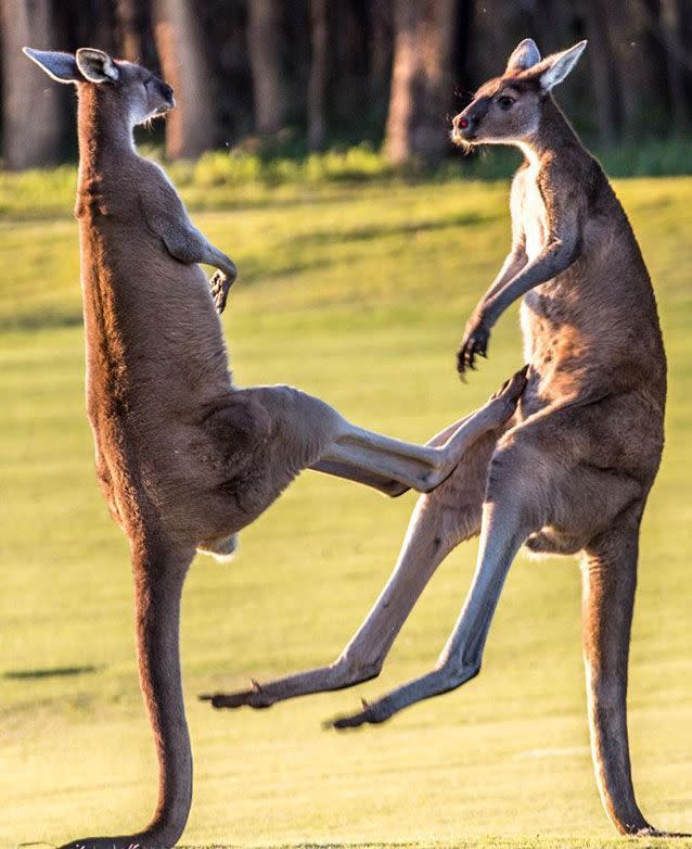 The pair did not pull any punches. Or kicks. Photo: Andrew Tyndall