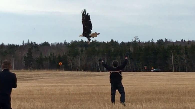 Injured bald eagle released back into wild going full circle for Mi'kmaq elder