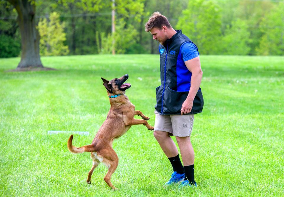 Patrick Sisco of The Distracted Dog works with Blast, a 4-year-old Belgian Malinois during a training session at Alpha Park in Bartonville.