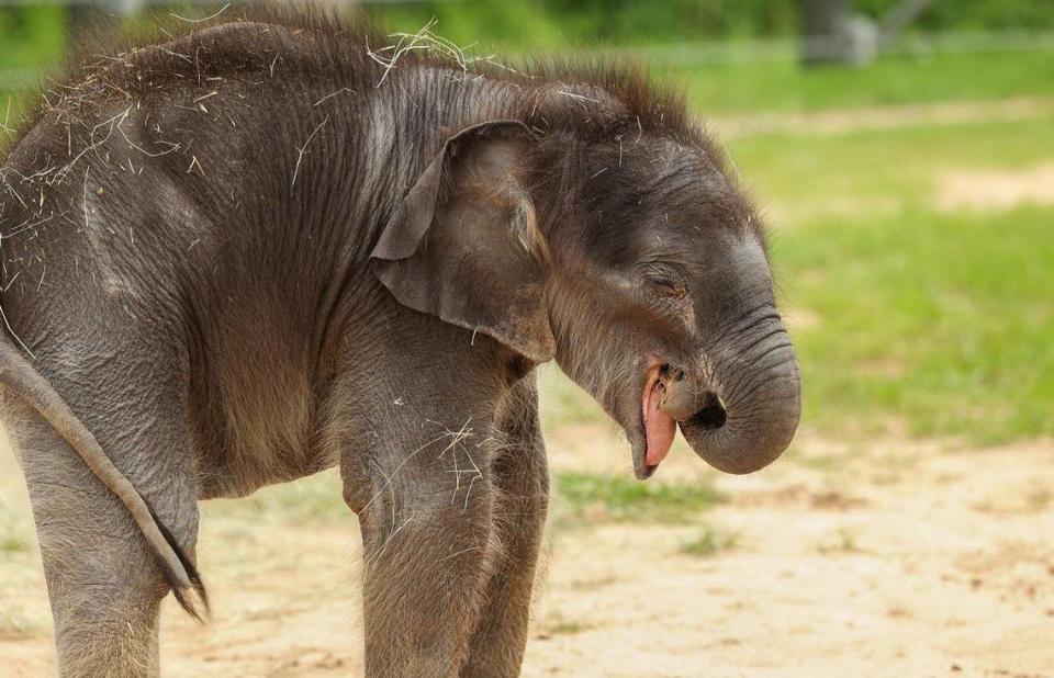 Travis, the newest Asian elephant born at the Fort Worth Zoo, plays in one of the seven yards that are part of expanded elephant habitat on Tuesday, March 21, 2023. Asian elephants are critically endangered. Since 2018 there have been only 16 births in Association of Zoos & Aquariums facilities.