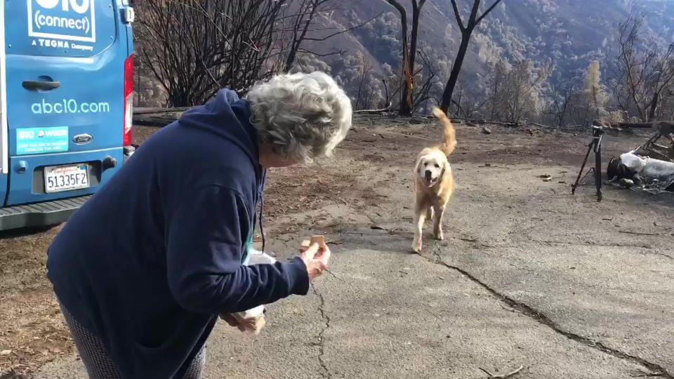 This Friday Dec. 7, 2018, video image provided Shayla Sullivan shows "Madison," the Anatolian shepherd dog that apparently guarded his burned home for nearly a month getting reunited with his owner, Andrea Gaylord, as she was allowed back to check on her burned property in Paradise, Calif. Shayla Sullivan, not seen, the animal rescuer left food and water for Madison during his long wait. Gaylord fled when the Nov. 8 fire broke out and leveled the town of 27,000. Shayla Sullivan said the outdoor guard dog was apprehensive and kept his distance. (Shayla Sullivan via AP)