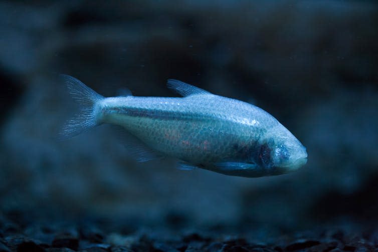 <span class="caption">Cave fish have lost most of their eyes.</span> <span class="attribution"><a class="link " href="https://www.shutterstock.com/image-photo/mexican-tetra-astyanax-mexicanus-known-blind-414095764?src=buaGPamDktDdBnZr_mjPGA-1-12" rel="nofollow noopener" target="_blank" data-ylk="slk:Vladimir Wrangel/Shutterstock;elm:context_link;itc:0;sec:content-canvas">Vladimir Wrangel/Shutterstock</a></span>