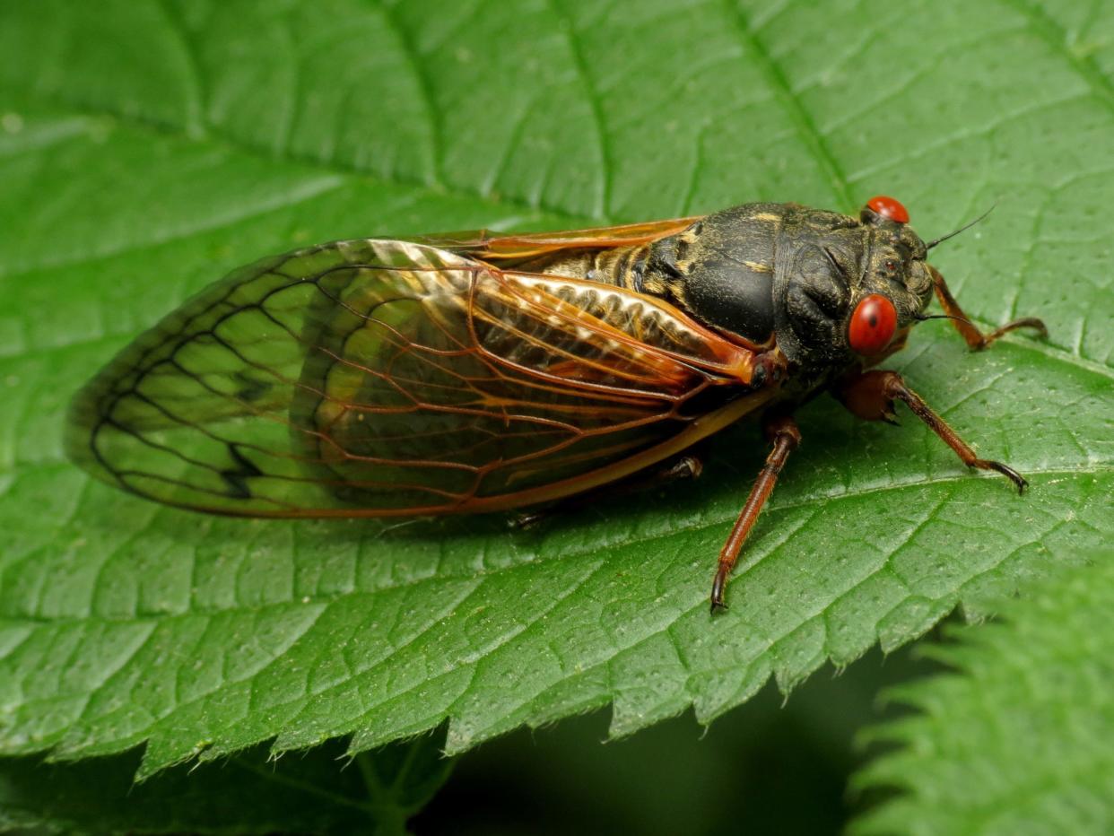 FILE - A cicada from Brood XIX photographed on an Alabama tree. This brood is expected to come out in full force in Georgia within the next month.