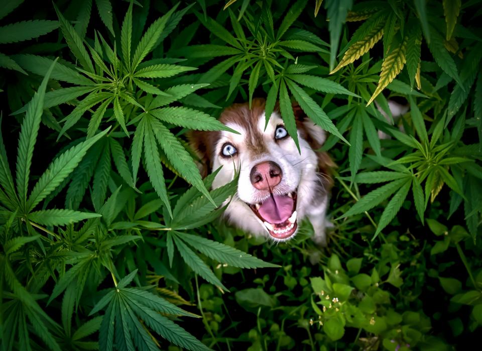 A dog peeks out from behind plants.