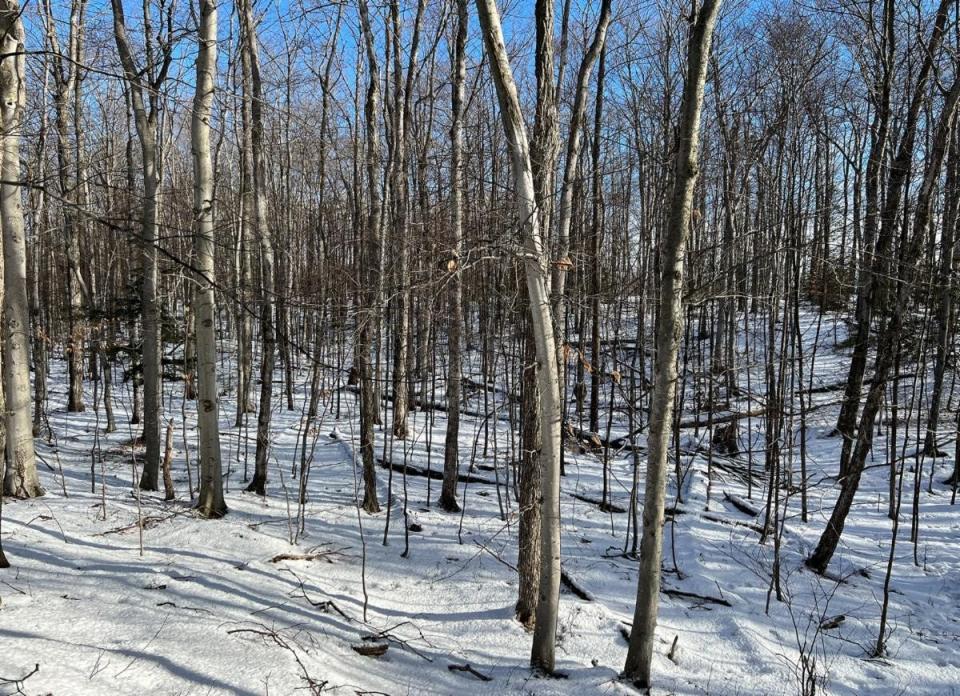 A 10-acre property near Sister Bay recently acquired by the Door County Land Trust now protects many wildlife species and seasonal springs that form the headwaters of Three Springs Creek.