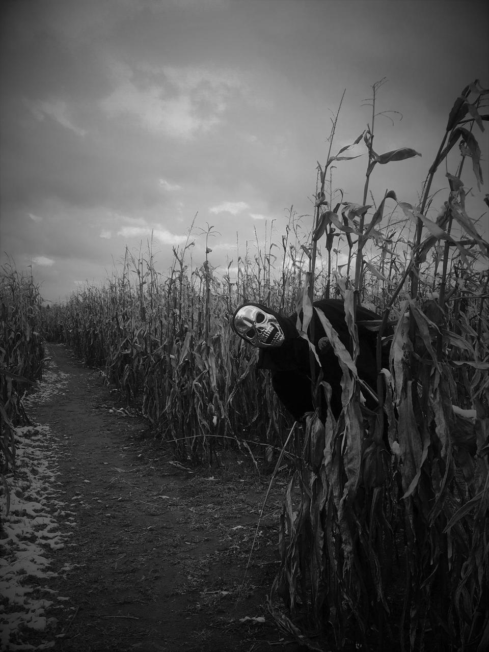 Feltz's Dairy Store corn maze in Stevens Point becomes haunted the last two weekends of October.