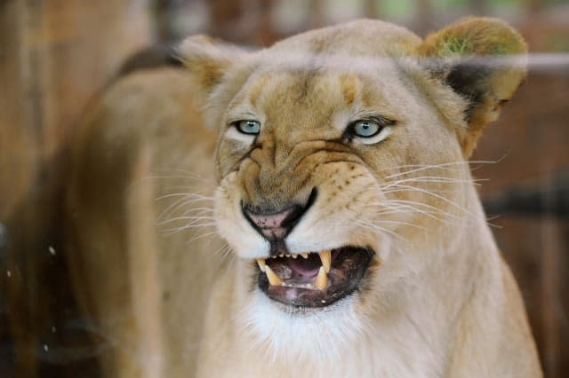 Man mauled to death by lions at East London zoo