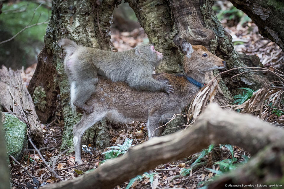 Male macaques of low social standing may have restricted access to female macaques, driving them to seek sexual satisfaction elsewhere. <cite>M. Pelé/A. Bonnefoy/S. Masaki/C. Sueur</cite>