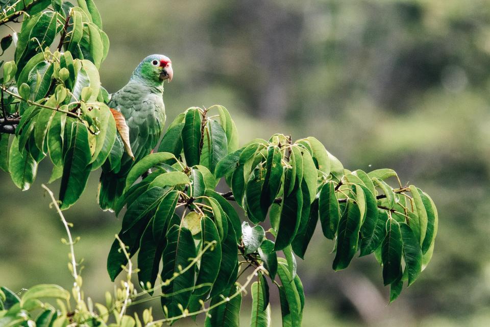 El Yunque National Forest, Puerto Rico