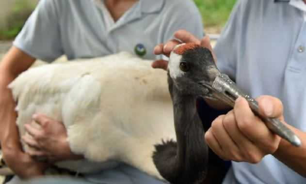 丹頂鶴因為打架斷喙，專家特別打造「鈦合金鳥喙」助其重獲新生。（圖／翻攝自網易）