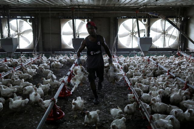 Is the US chicken industry cheating its farmers?