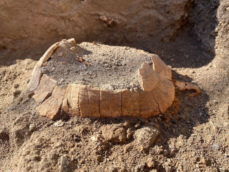 Land tortoise found among the excavations in Pompeii