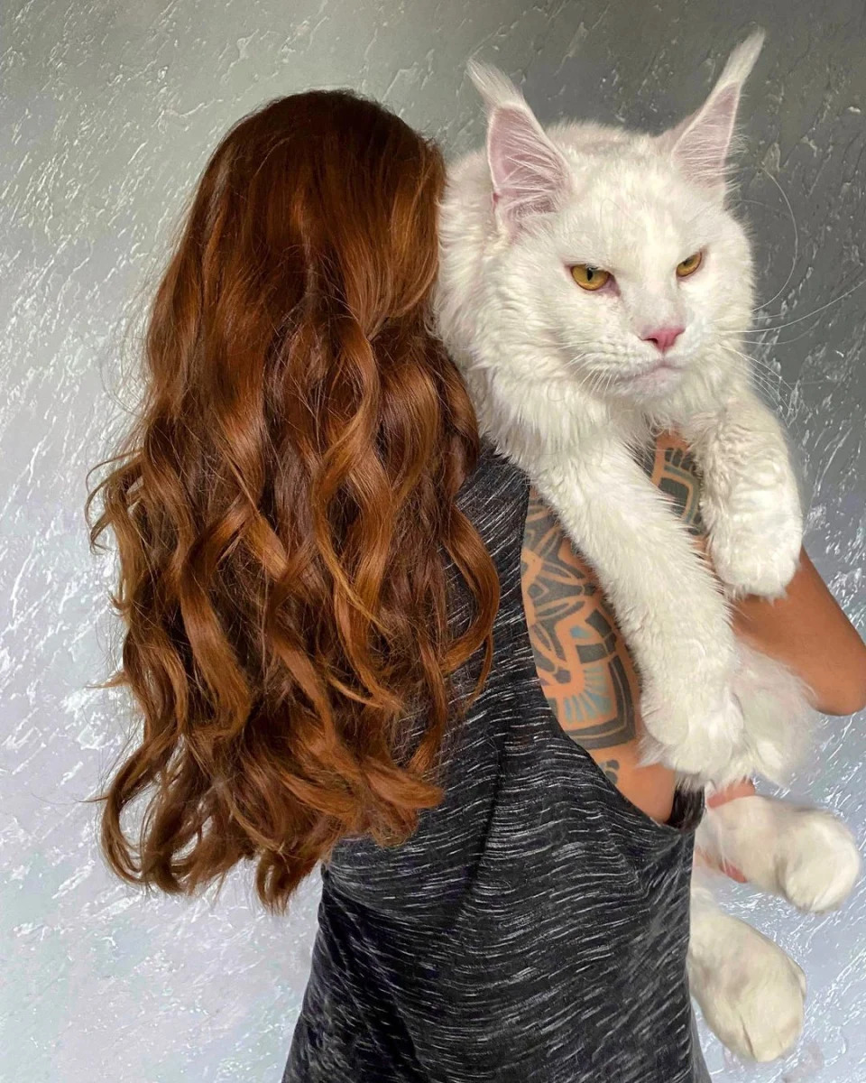 <p>Las imágenes del gato que ha compartido Yulia en sus redes sociales han causado sensación e incluso hay quien duda de que no estén retocadas. Sin embargo, ella asegura que no están trucadas ni ha usado Photoshop. (Foto: Instagram / <a href="http://www.instagram.com/p/CT0A8vgs9Jo/" rel="nofollow noopener" target="_blank" data-ylk="slk:@yuliyamnn" class="link rapid-noclick-resp">@yuliyamnn</a>).</p> 