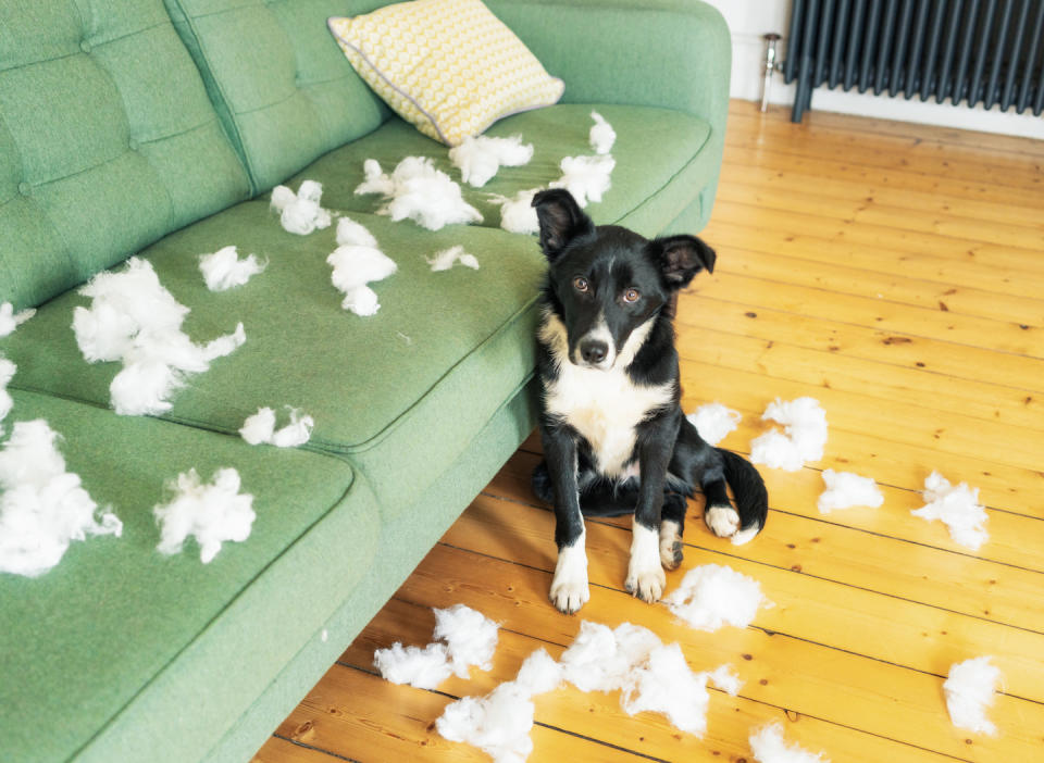 A Border Collie puppy beside a green sofa after pulling the stuffing out of some cushions