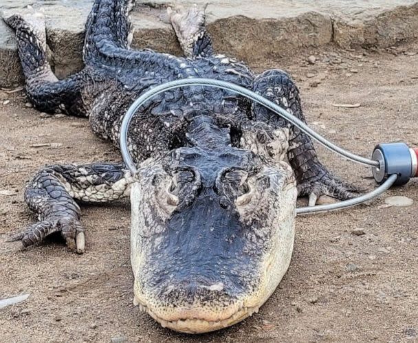 PHOTO: A four-foot-long alligator has been recovered from a lake in Prospect Park in Brooklyn, New York. (Courtesy of NYC Parks)