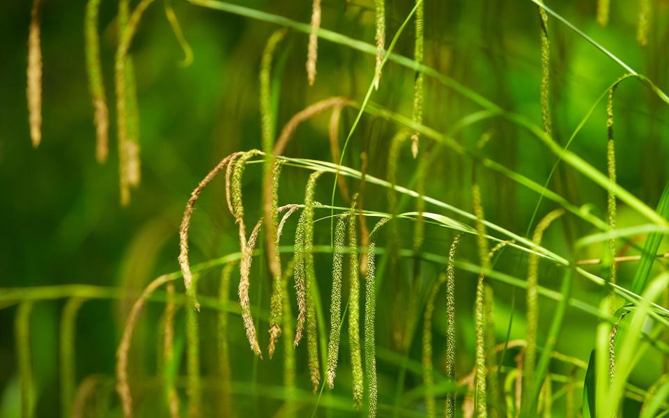 Carex pendula evolved to colonise tough soils - Getty Images 