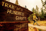 A firefighter battles the Windy Fire burning in the Trail of 100 Giants grove of Sequoia National Forest, Calif., on Sunday, Sept. 19, 2021. (AP Photo/Noah Berger)