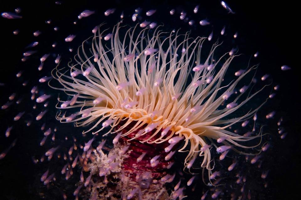 Peces en torno a una ceriantharia, un animal similar a una anémona de mar