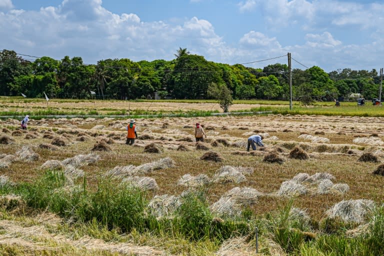 Des agriculteurs travaillent dans une rizière à Bulacan, le 24 avril 2024 aux Philippines (JAM STA ROSA)