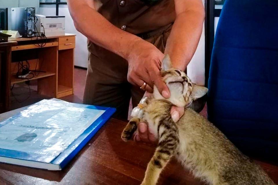 The cat was found with narcotics tied to its neck in a plastic bag (SRI LANKA POLICE/AFP via Getty Images)