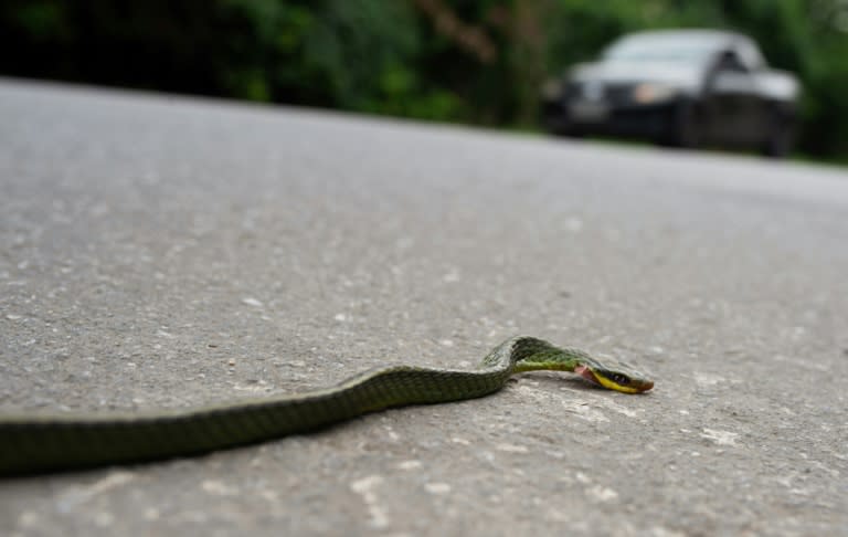 Una serpiente muerta aplastada por un auto en la ruta Roberto Burle Marx en el oeste de Río de Janeiro, el 17 de abril de 2024. (TERCIO TEIXEIRA)