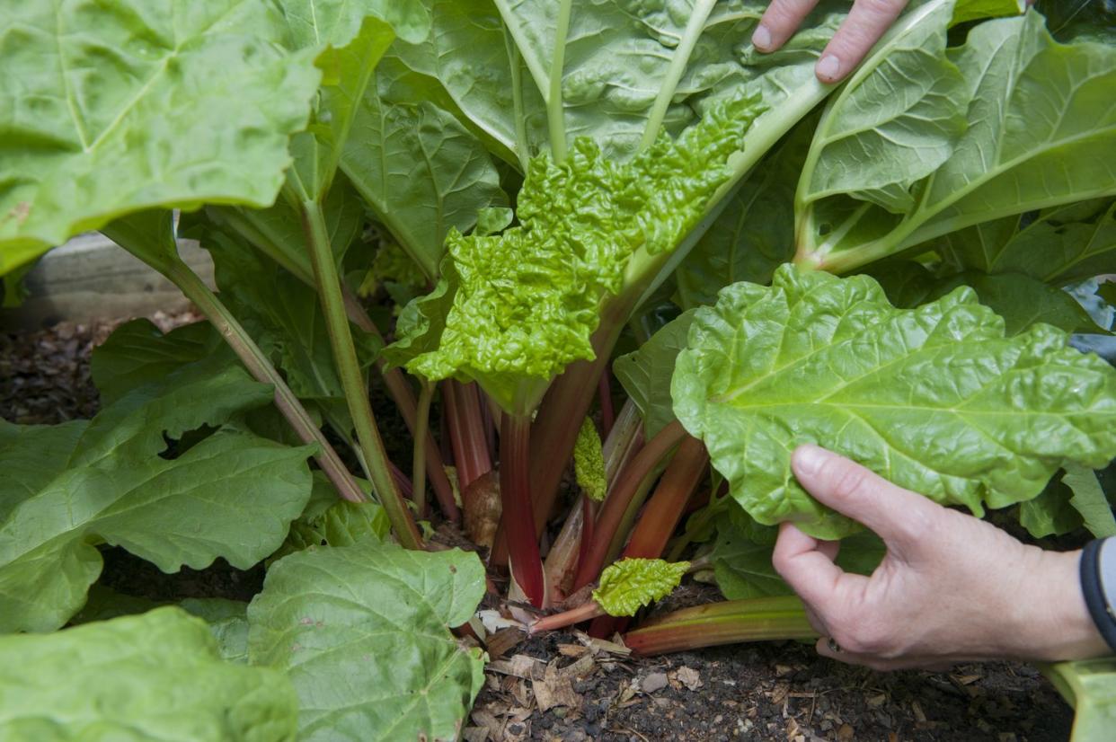 hands of gardener touching leaves of growing rhubarb,