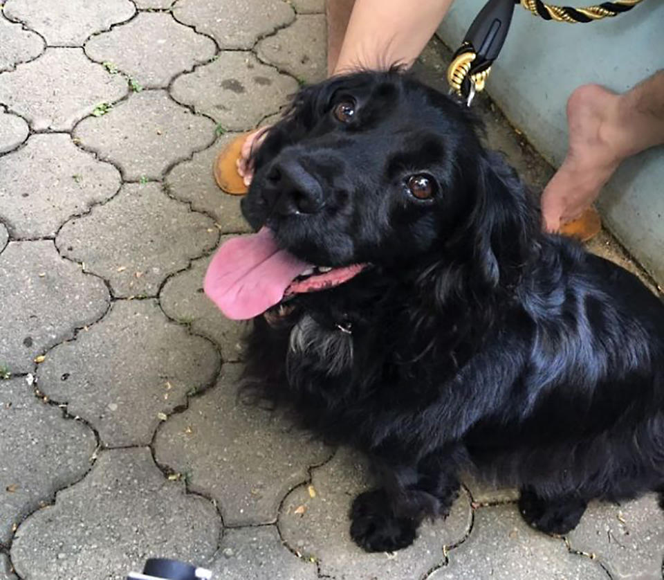 Moss the cocker spaniel, a retired Singapore Police Force sniffer dog adopted by his former handler in June 2017. (PHOTO: Nicholas Yong/Yahoo News Singapore)