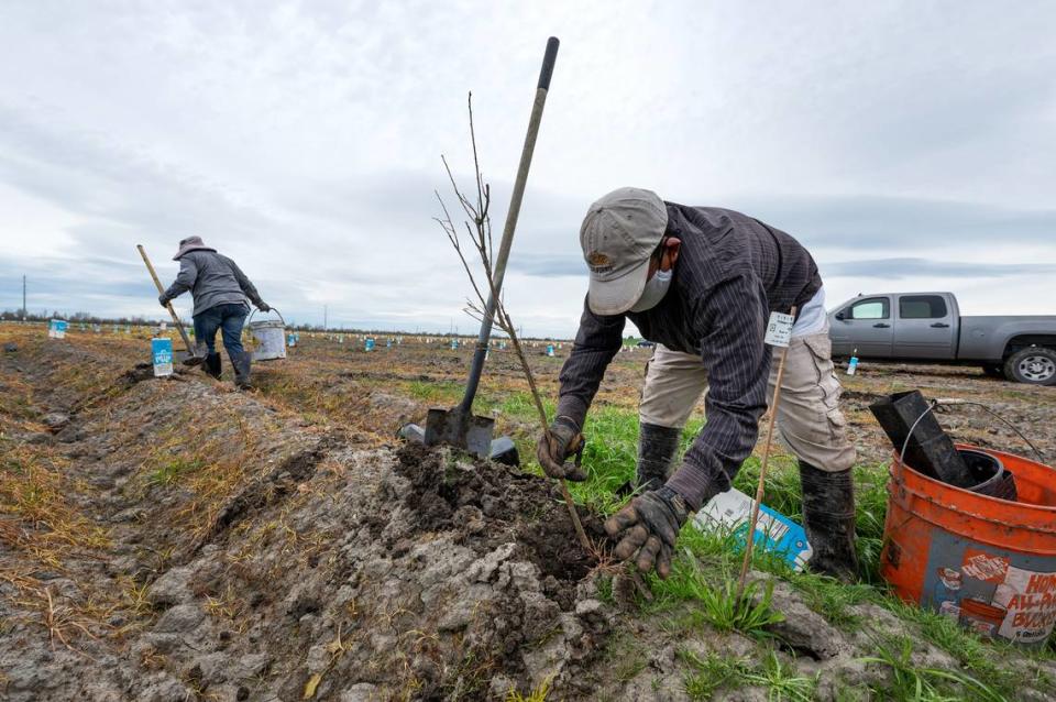 Antonio Soto works with a crew planting as part of floodplain restoration project at Hidden Valley west of Modesto, Calif., Thursday, Feb. 29, 2024. The nonprofit River Partners is restoring Hidden Valley on a contract with the California Department of Water Resources. The state-funded project, totaling $21 million, is on the former dairy where annual feed crops are giving way to cottonwoods, willows, oaks and other native plants.