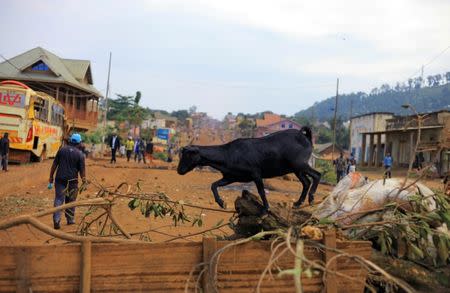 A goat walks over a road barricade erected by demonstrators during protests over their exclusion from the presidential election in Beni, Democratic Republic of Congo December 28, 2018. REUTERS/Samuel Mambo