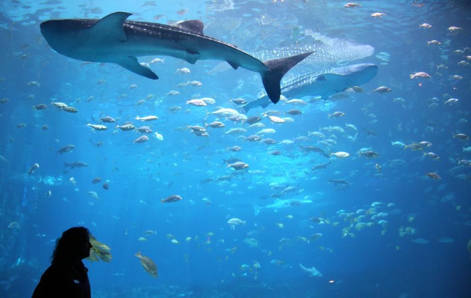 Dive with sharks at the Georgia Aquarium.