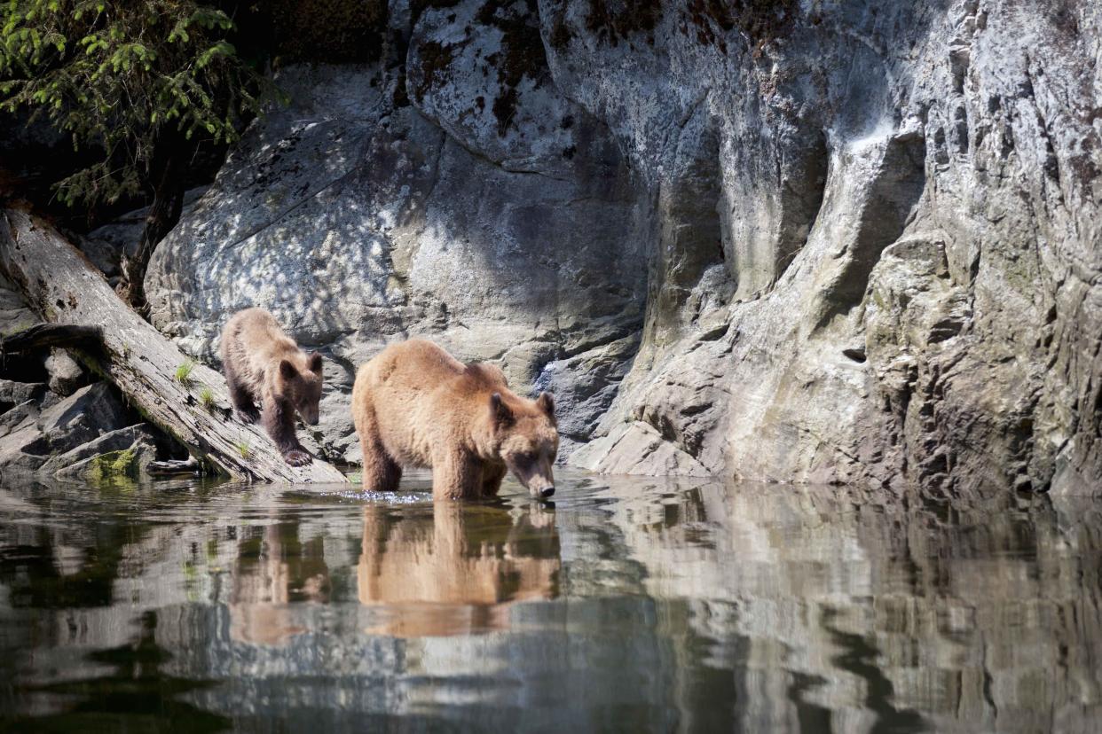 Cruise visitors should head to the Grizzly Bear Sanctuary - Getty