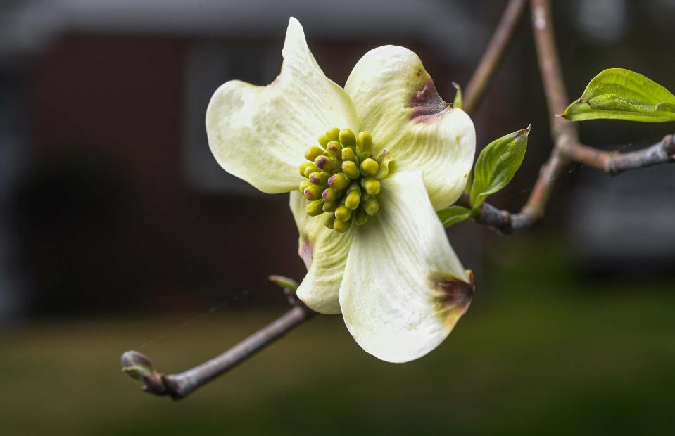 A dogwoos tree blossom.