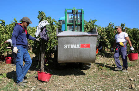 Workers harvest grapes in Nipozzano, Italy, September 21, 2017. Picture taken September 21, 2017. REUTERS/Isla Binnie