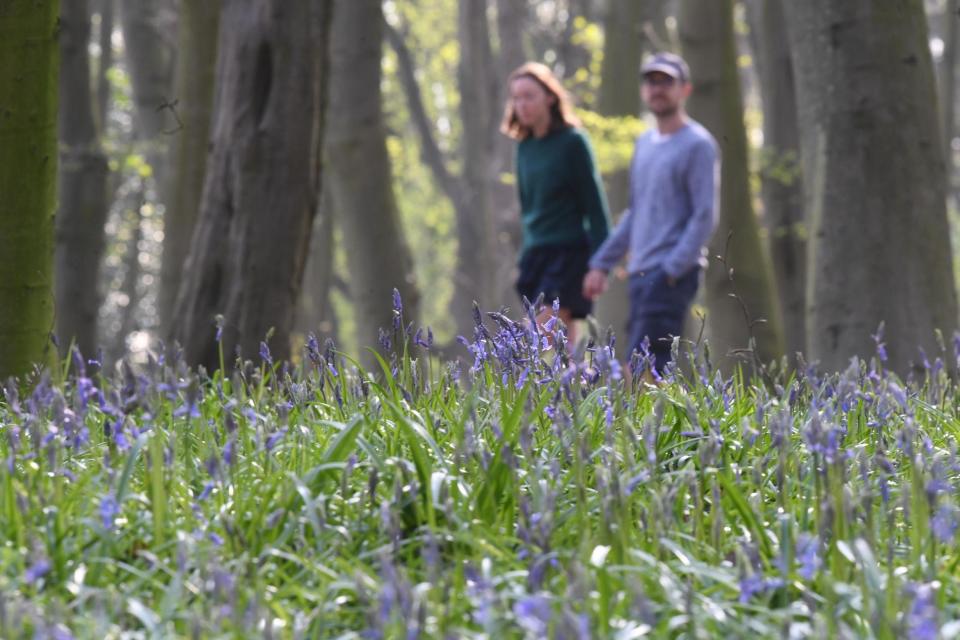 People walk through Epping Forest: PA