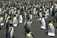 Global warming is on track to wipe out 70% of the world's King penguins by century's end, putting the regal birds on a path towards extinction, researchers have warned