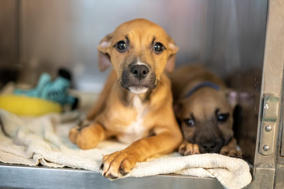 Starry Stella the puppy from Austin Pets Alive!