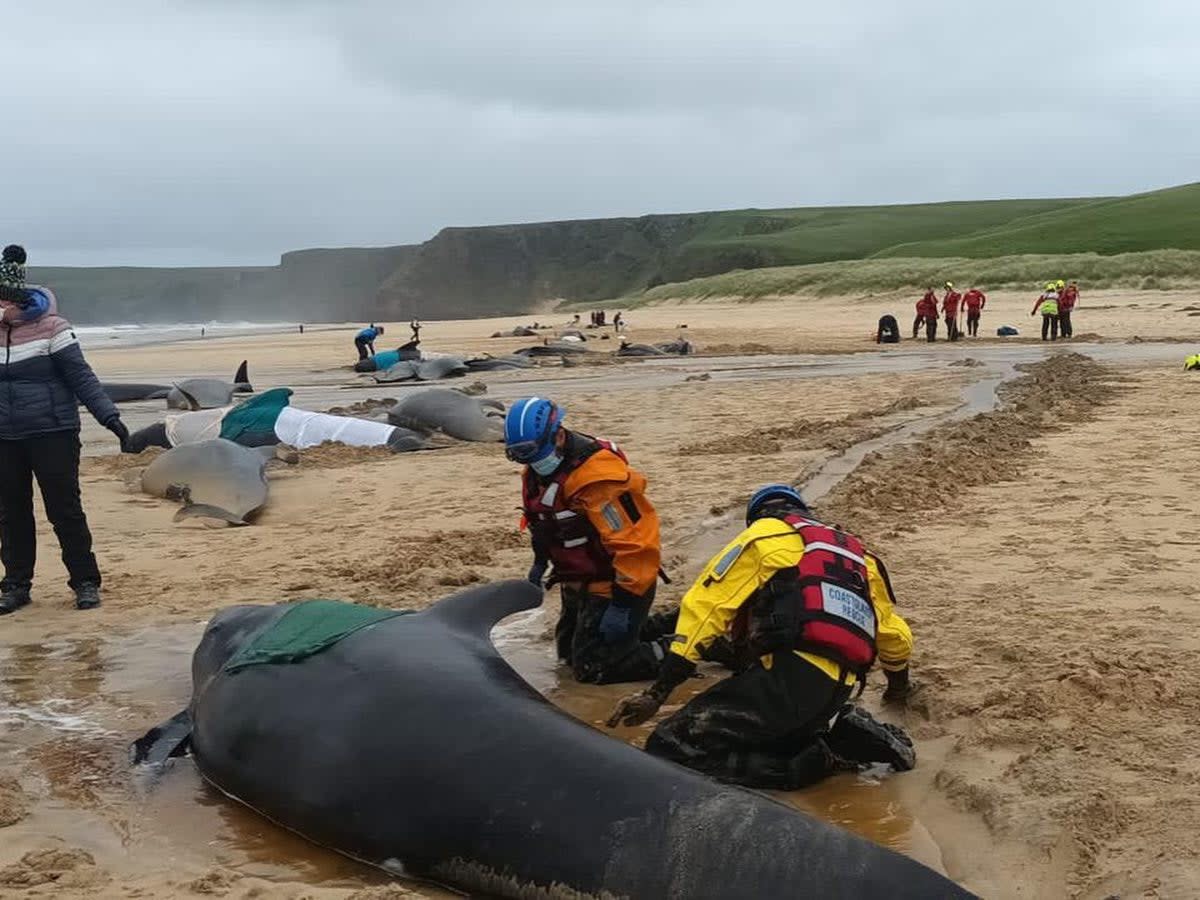 A group of 55 pilot whales – which grow up to seven metres long – became stranded on the Isle of Lewis  (Mairi Robertson Carrey/BDMLR via AP)