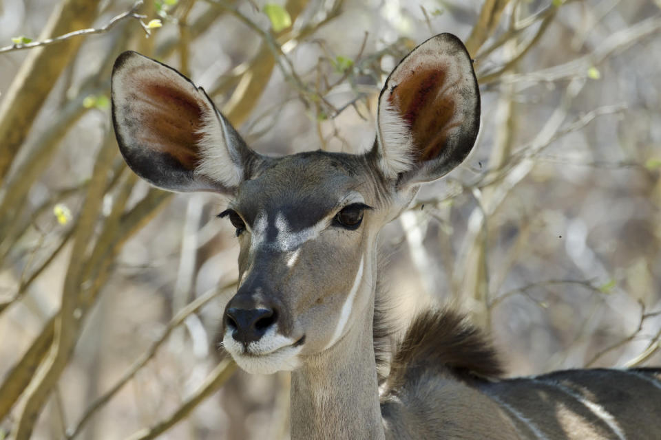 Hätte der Leopard aber gebrüllt, dieser große Kudu hätte es garantiert gehört... <br> <a href="http://www.flickr.com/photos/ian-bruce/11820494686/" rel="nofollow noopener" target="_blank" data-ylk="slk:Lady of the African Veld;elm:context_link;itc:0;sec:content-canvas" class="link "> Lady of the African Veld </a> von <a href="http://www.flickr.com/photos/ian-bruce/" rel="nofollow noopener" target="_blank" data-ylk="slk:Ian & Kate Bruce;elm:context_link;itc:0;sec:content-canvas" class="link "> Ian & Kate Bruce</a>