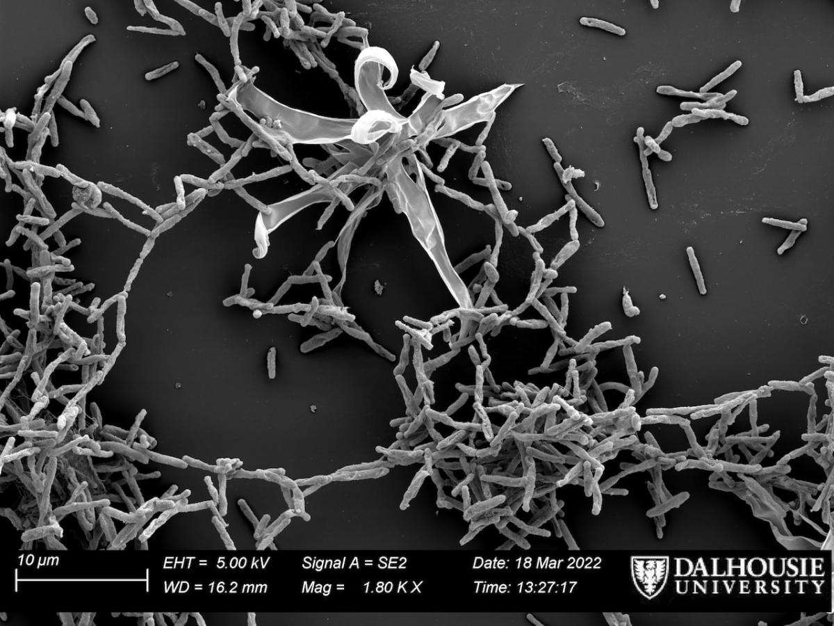 Tiny microbe named after Halifax found in Bedford Basin