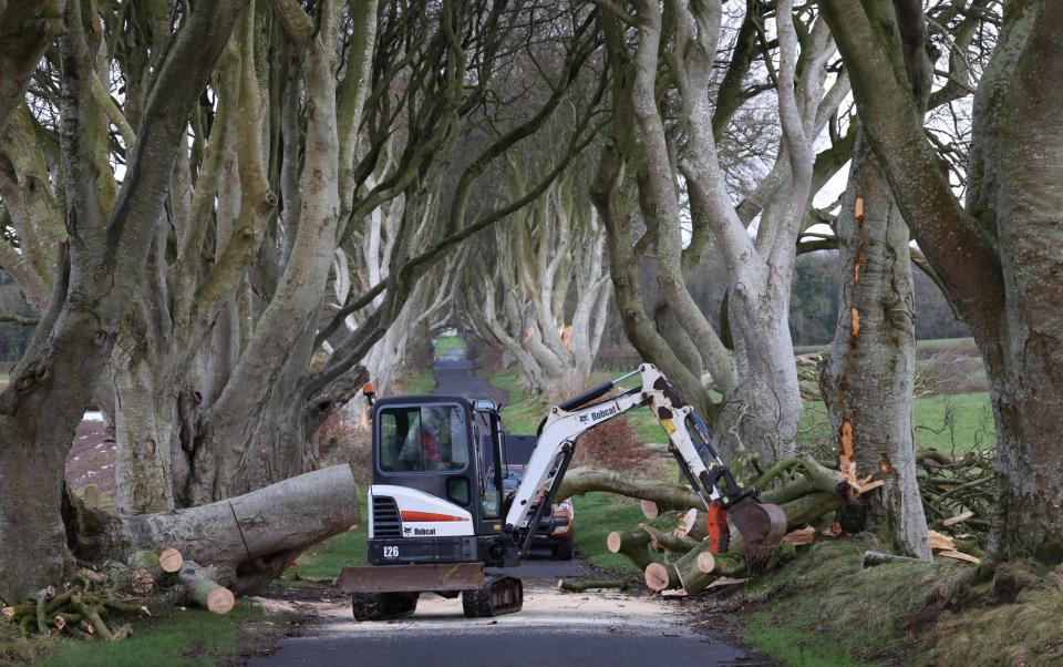 The Game of Thrones trees have been hit