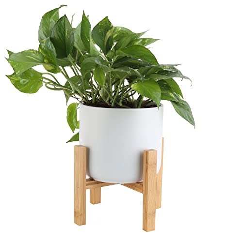 Costa Farms Golden Pothos Devil's Ivy Live Indoor Plant, Easy Care, Farm Fresh, Live Indoor Plant 10-Inches Tall, House Warming Gifts for New Home, Home Gifts for New House